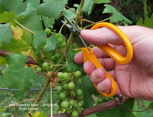 ARS Stainless Steel Fruit Scissor | Ideal for vineyards